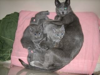 Russian blue mum, Tanya and kittens
